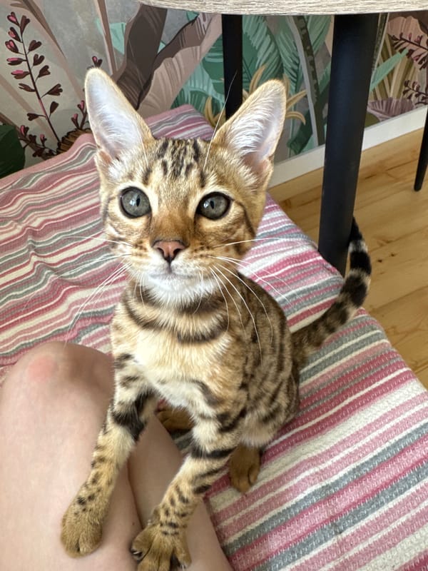 Bengal kitten lounging and getting pets at home in Rzhev