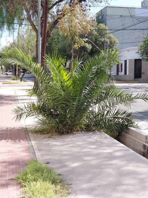 Urban vegetation documented in Mendoza street scenes