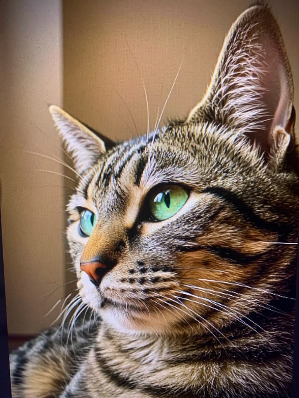 Tabby cats and vibrant flower bouquets, up close