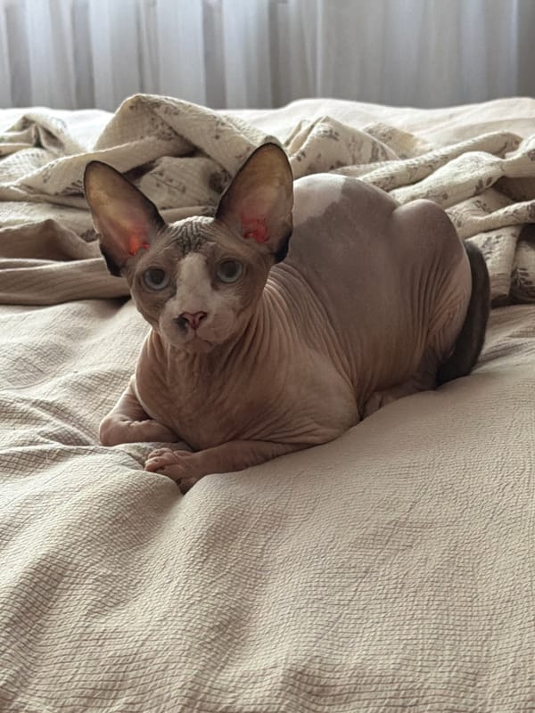 Sphynx cat on a bed in Odesa, blue eyes and all