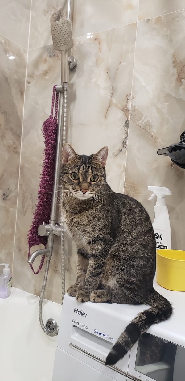 Tabby cat claims the bathroom in Staraya Kupavna