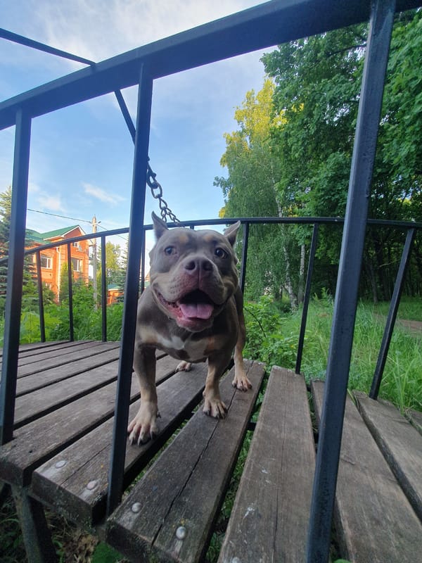 American Bully dog spotted on wooden platform in Ulyanovsk
