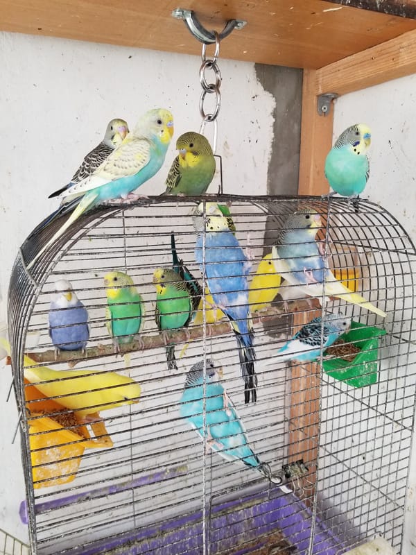 Budgerigars in a hanging cage, Tiraspol courtyard