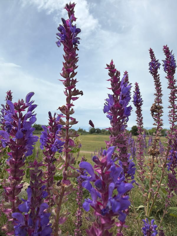 Alpine meadow morning: wildflowers, mountain views, and local flora