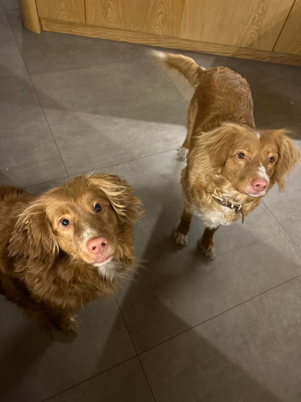 Two retrievers photographed indoors in Riga