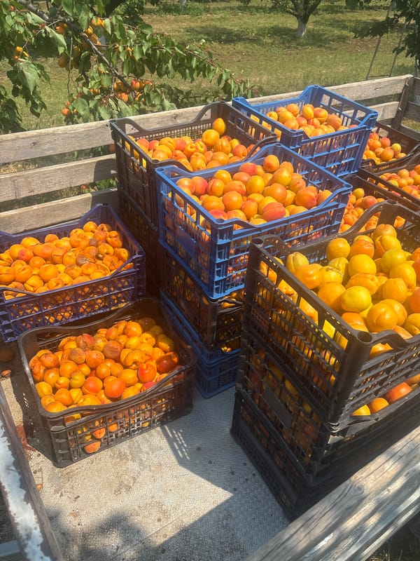 Apricot harvest loaded into crates in rural Bulgaria