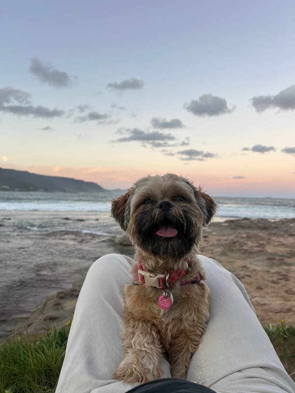 Dog photographed at Bulli Beach during dawn seascape