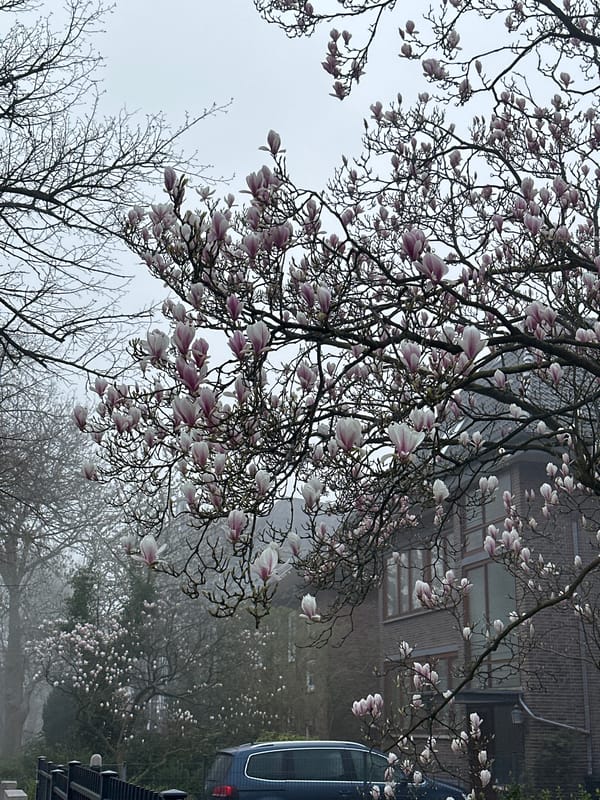 Morning moments captured across Kiel: blooms, selfies, meals