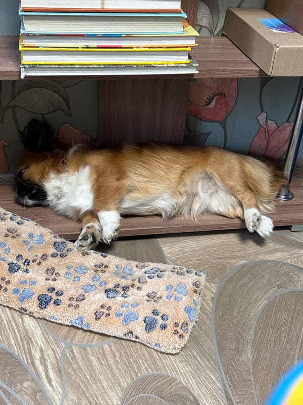 Pet owner documents morning moments with dogs in Klin