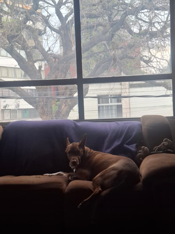 Dog rests on couch, gazes out window in Naucalpan