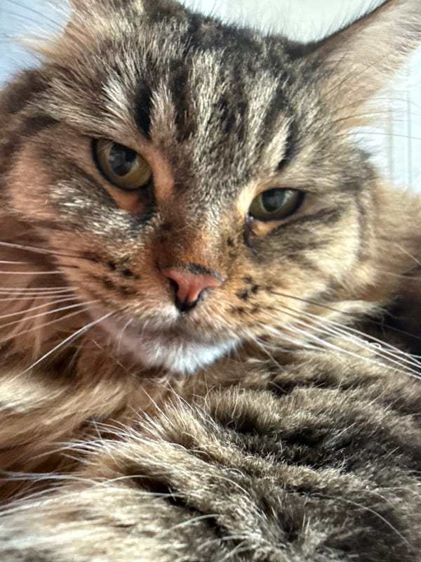 Tabby cat portraits on white bedding, Izhevsk