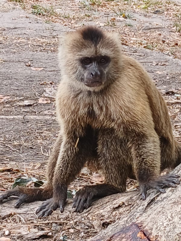 Monkeys and waterfalls observed in Ciudad Guayana Venezuela