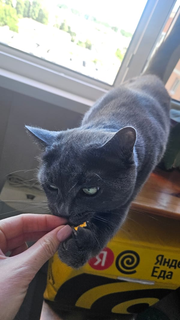 Gray cat on a Krasnodar windowsill, getting treats and pets