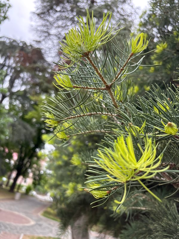 Spring foliage documented in Blagoevgrad park, Bulgaria