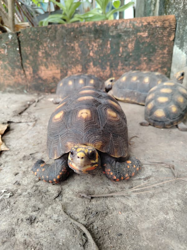 Daily life moments captured across Tinaquillo, Venezuela evening