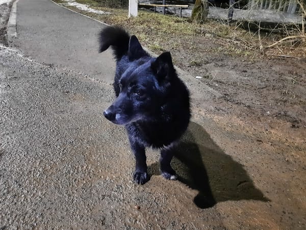 Black dog spotted on wet streets in Krasnogorskoye