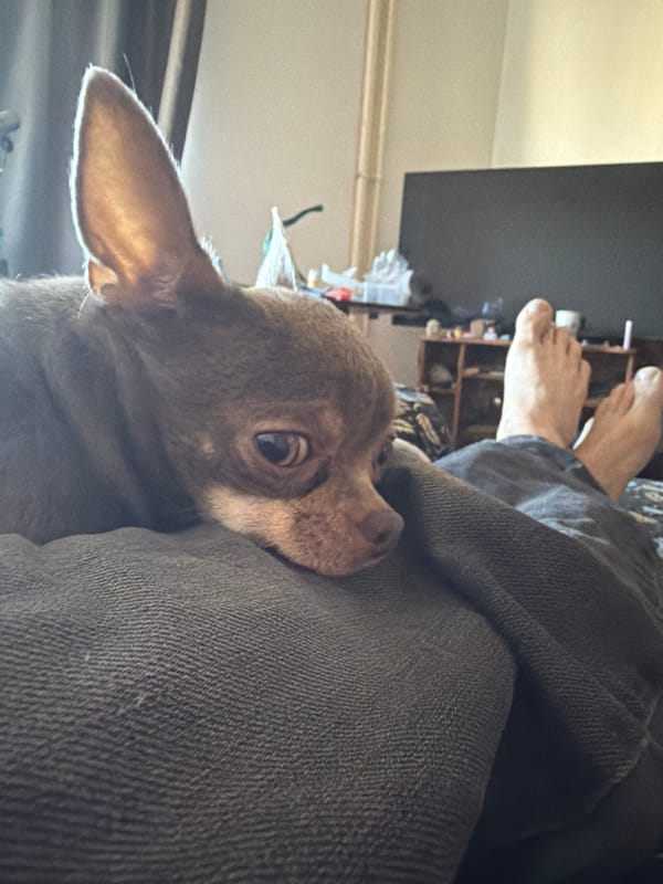 Pet owner documents lazy afternoon with Chihuahua, sewing project