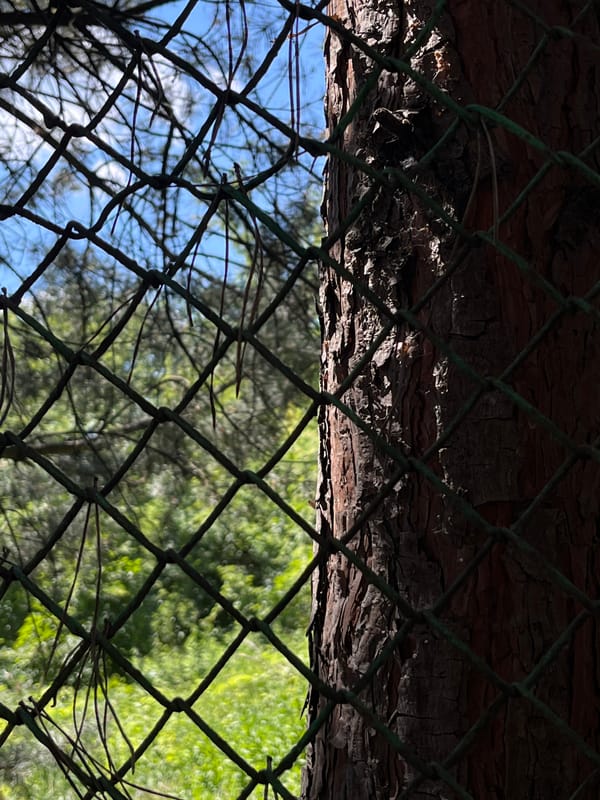 Slow afternoon in a Lviv garden, details up close