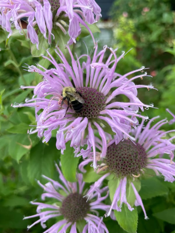 Bees and blooms: macro garden shots in Cambridge