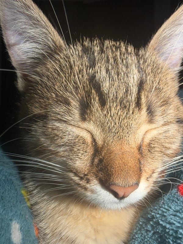 Tabby kitten's afternoon adventures documented in domestic setting