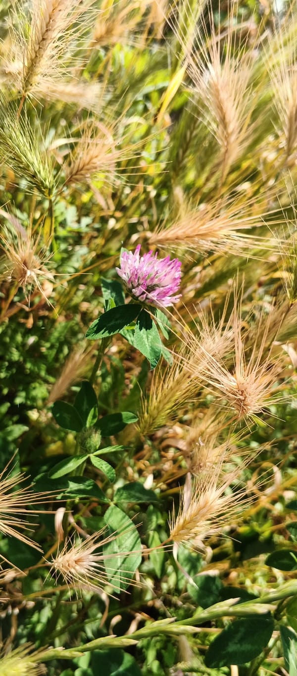 Midsummer flora and street life in Smila, Ukraine