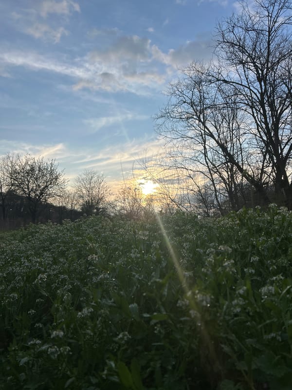 Spring moments captured in Dimitrovgrad: flowers, twilight, outdoor fitness