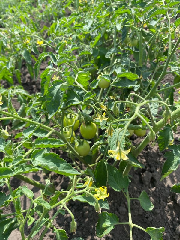 Summer vegetable garden in Vasylky, Ukraine, mid-season growth