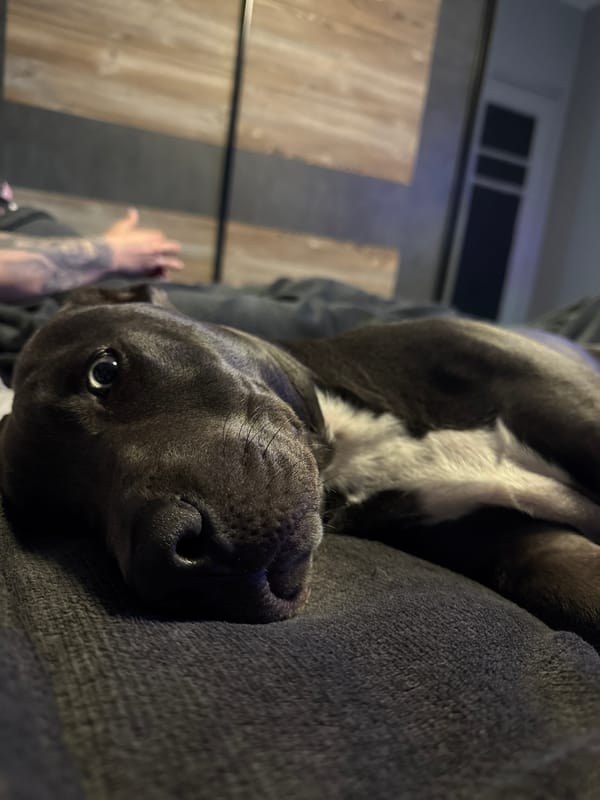 Pit bull photographed resting on couch in Varna