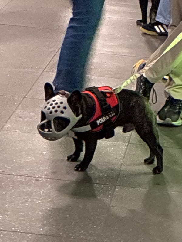 Berlin Transit Scenes: Police Dog, Commuters Spotted Underground
