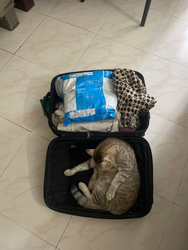 Tabby cat naps inside an open suitcase in Badem, India