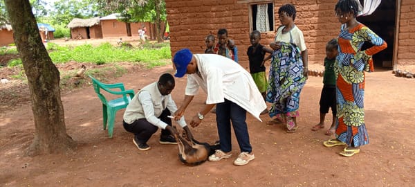 Veterinary procedure administered to goat in rural DRC village