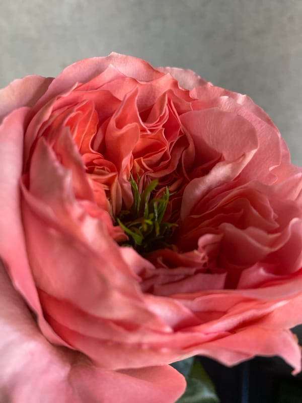 Close-up shots of pink roses and peonies in Orenburg