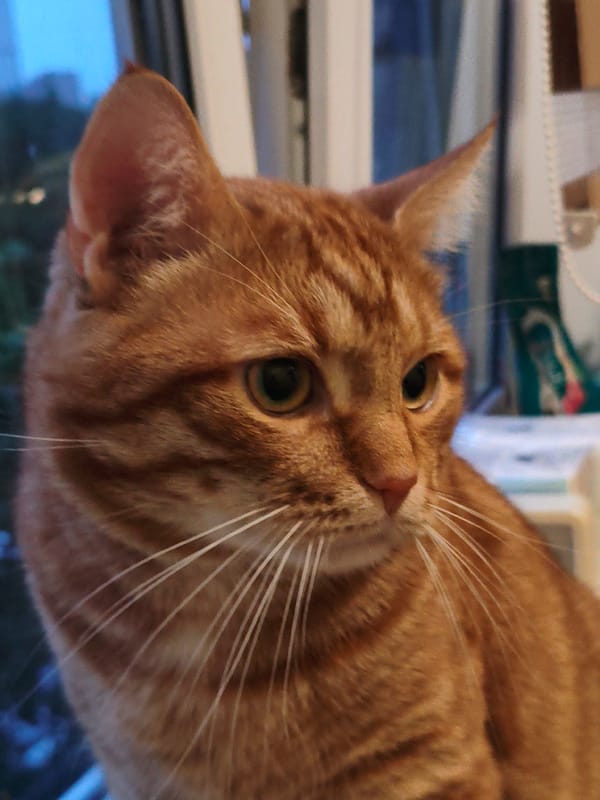 Orange tabby cat in close-up profile shot