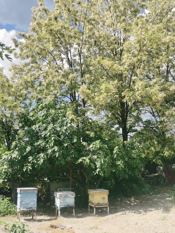Colorful beehives spotted in rural Bulgarian countryside