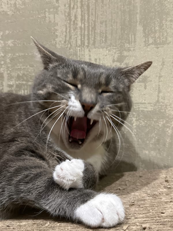 Gray tabby cat napping, yawning, and grooming at home