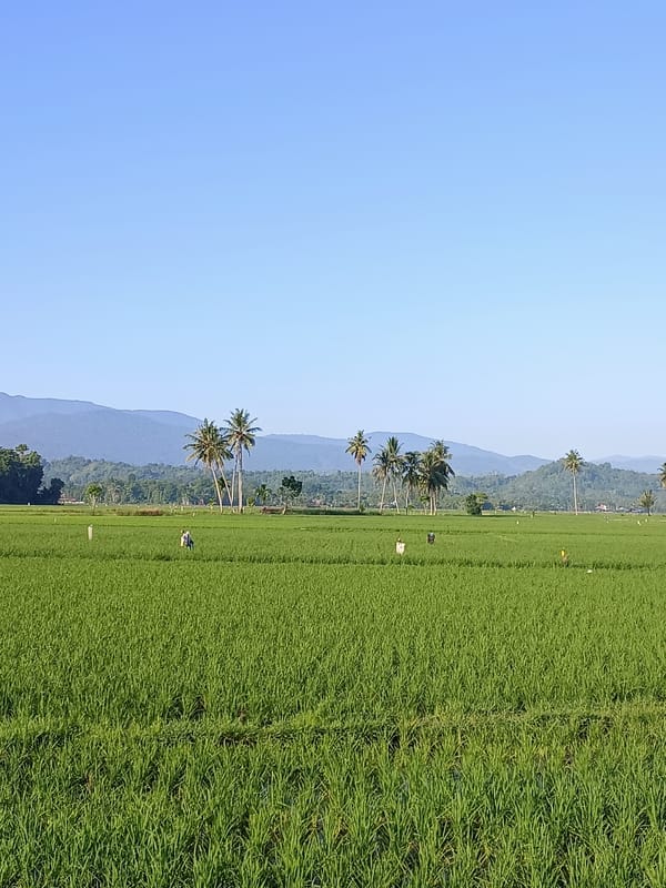 Lush rice paddies stretch across Kampung Jumpa under clear skies