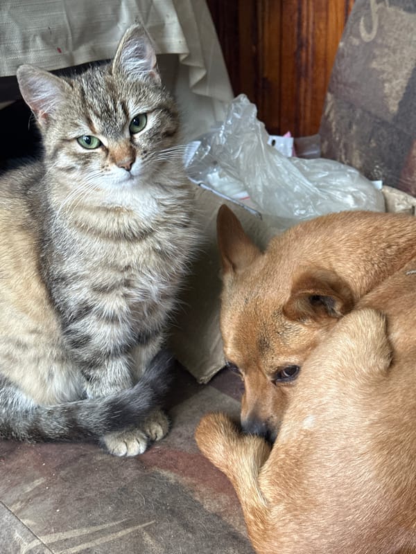 Quiet afternoon captures pets and beach TV in Bulgaria
