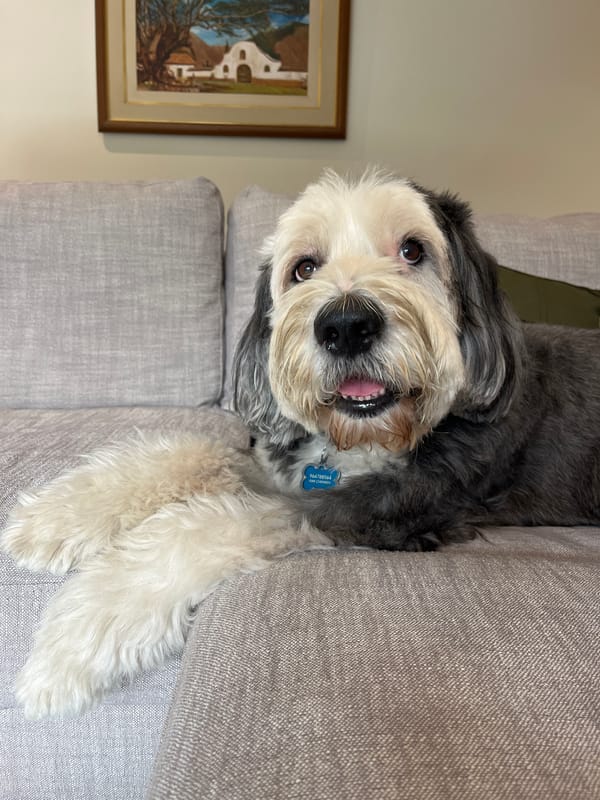 Dog owner documents pet's evening rest in Santiago de Surco