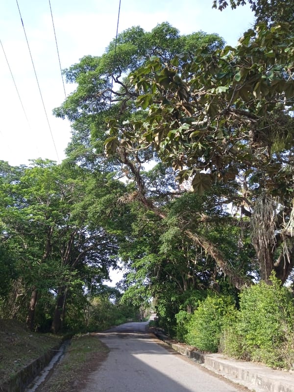 Venezuelan communities document local roads and parks April 20