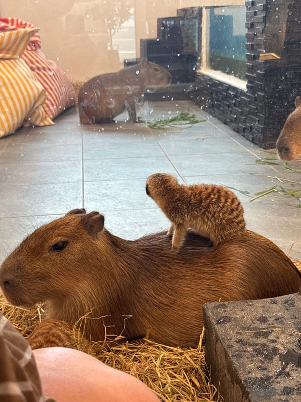 Tourist visits capybara and meerkat facility in Rawai, Thailand