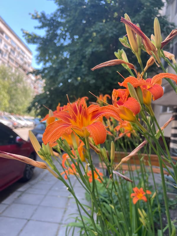 Summer flowers and love signs in Burgas, Bulgaria
