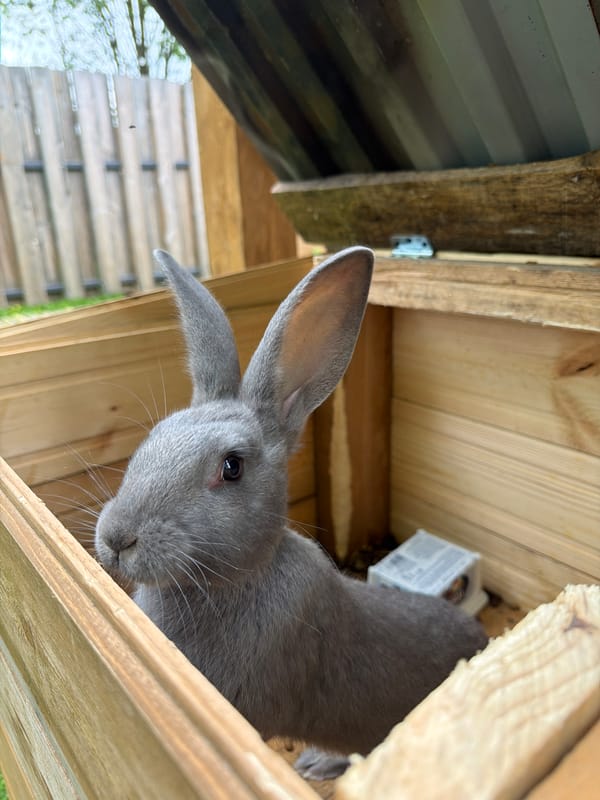 Rabbits observed in hutches in Vozhoiskii, Russia