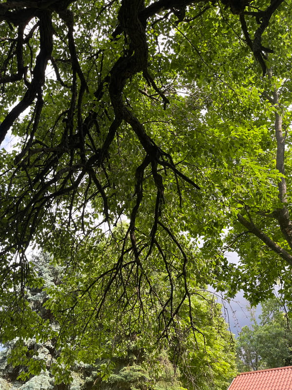 Budgerigars and tree canopy captured in Shumen, Bulgaria afternoon