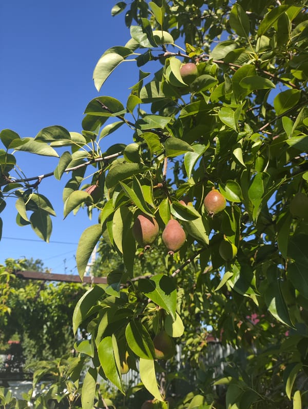 Summer garden in Aktobe: ripe fruit and blooming clematis