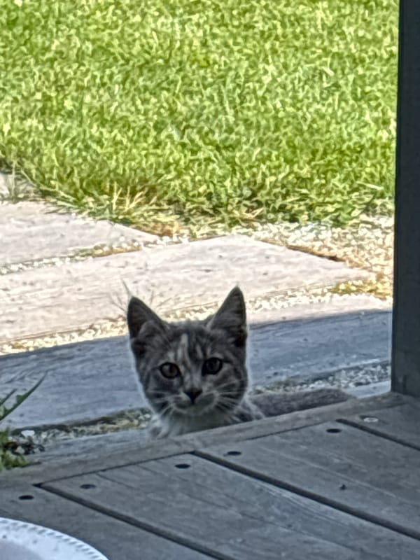 Kittens eating and exploring a backyard deck in Zvenigorod