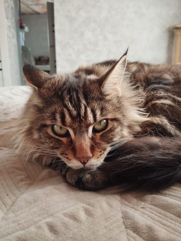 Maine Coon Cat Rests on Bedspread in Russia