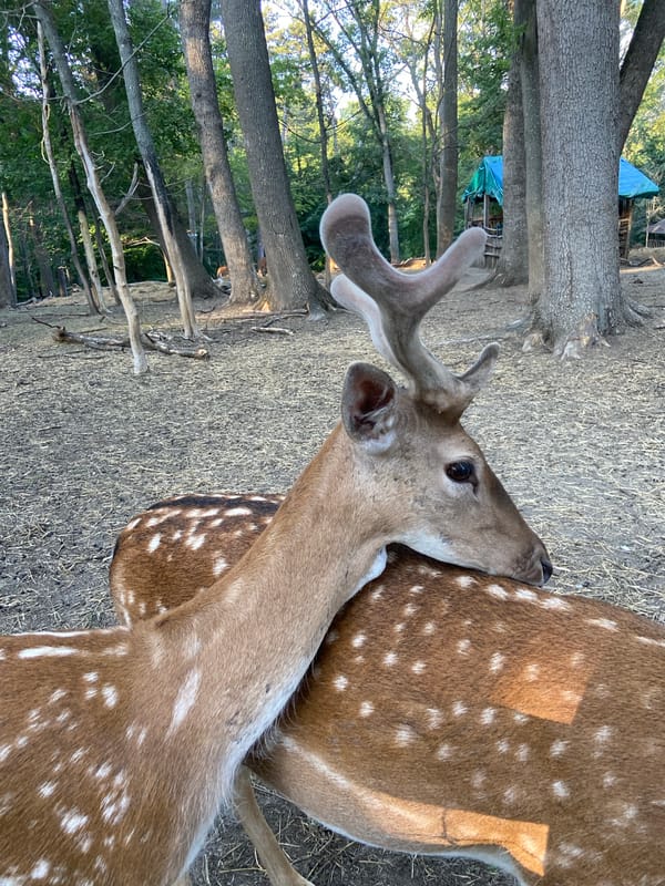 Afternoon exploring a deer park and its forest trails