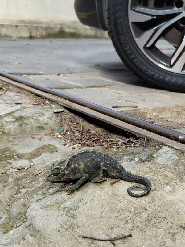 Dead chameleon found on Tel Aviv street