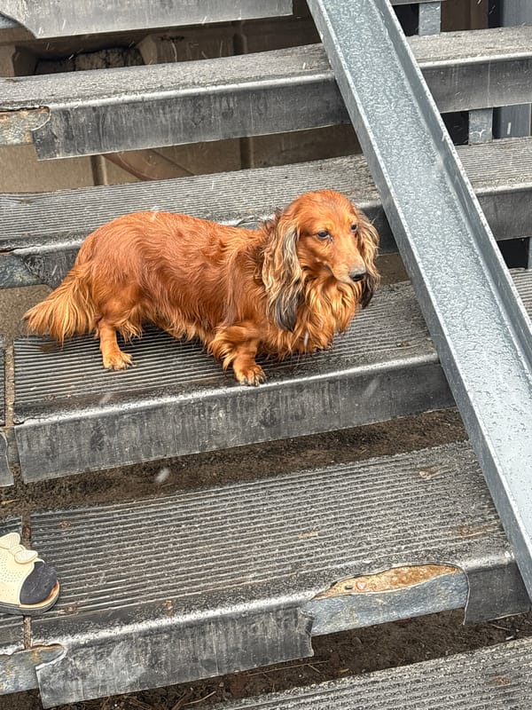 Dachshund and domestic scenes documented in Krasnoyarsk