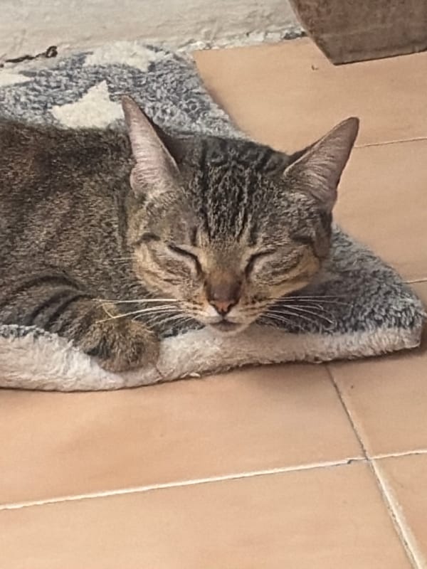 Evening home life with pets in Ciudad Guayana
